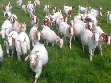 Ngủ mơ thấy con dê đánh đề con gì có xác suất thành công cao nhất