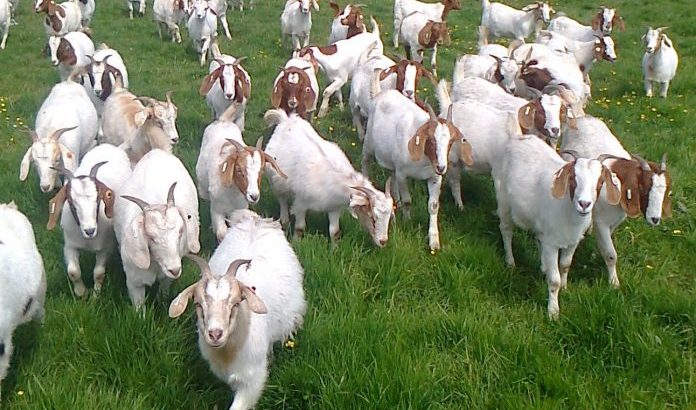 Ngủ mơ thấy con dê đánh đề con gì có xác suất thành công cao nhất